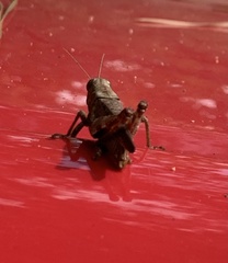 Melanoplus punctulatus