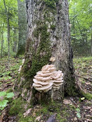 Climacodon septentrionalis