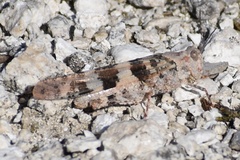Trimerotropini