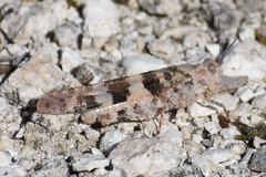 Trimerotropini