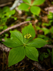 Cornus canadensis