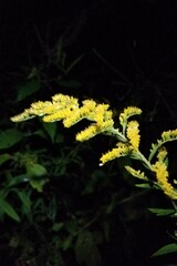 Solidago canadensis hargeri