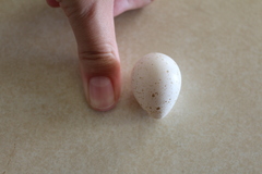 Callipepla californica