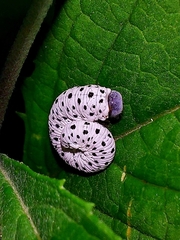 Tenthredo scrophulariae