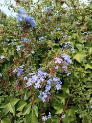 Plumbago auriculata