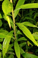 Solidago canadensis hargeri