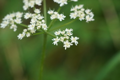 Conopodium