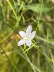 Campanula aparinoides