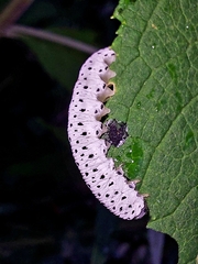 Tenthredo scrophulariae