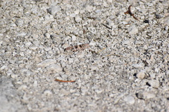 Trimerotropini