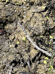 Erythrodiplax berenice