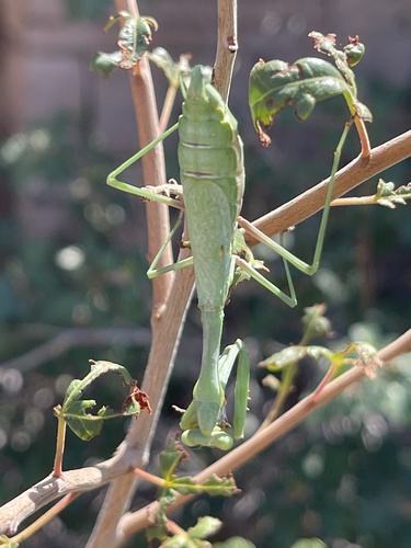 California Mantis photo 5