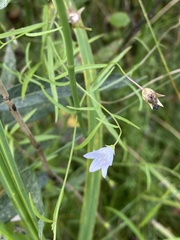 Campanula aparinoides
