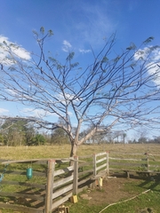 Ceiba speciosa