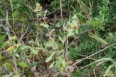 Grindelia adenodonta
