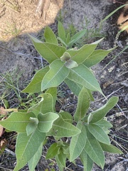 Asclepias