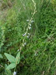 Desmodium perplexum