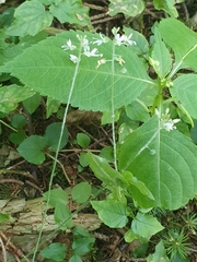 Circaea × intermedia
