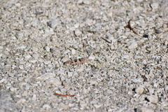 Trimerotropini