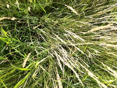 Poaceae