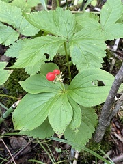 Cornus canadensis