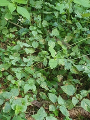 Circaea × intermedia