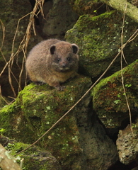 Dendrohyrax arboreus