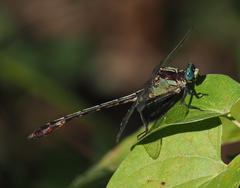 Dromogomphus spinosus