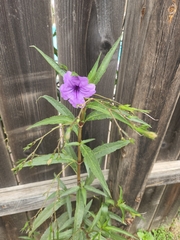 Ruellia