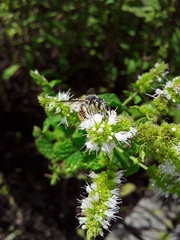 Anthidium oblongatum