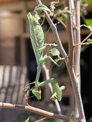 Stagmomantis limbata