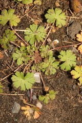 Geranium molle
