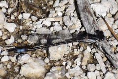 Argia alberta