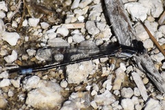 Argia alberta