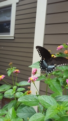 Papilio troilus troilus