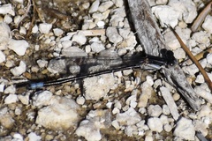 Argia alberta