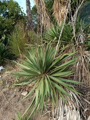 Yucca gloriosa
