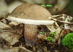 Tylopilus felleus