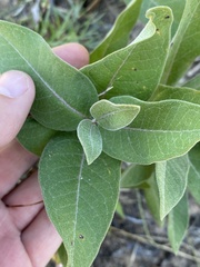 Asclepias