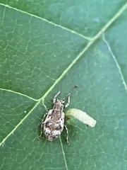 Pseudoedophrys hilleri