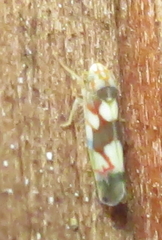 Erythroneura elegans
