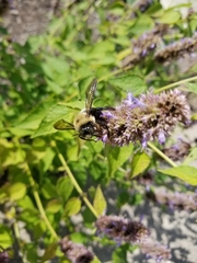 Xylocopa virginica virginica