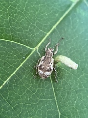 Pseudoedophrys hilleri