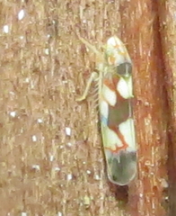 Erythroneura elegans