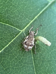 Pseudoedophrys hilleri
