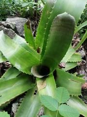 Bromeliaceae