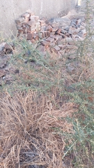 Atamisquea emarginata