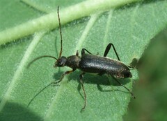 Grammoptera ruficornis
