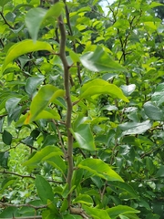 Maclura