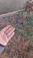 Atamisquea emarginata